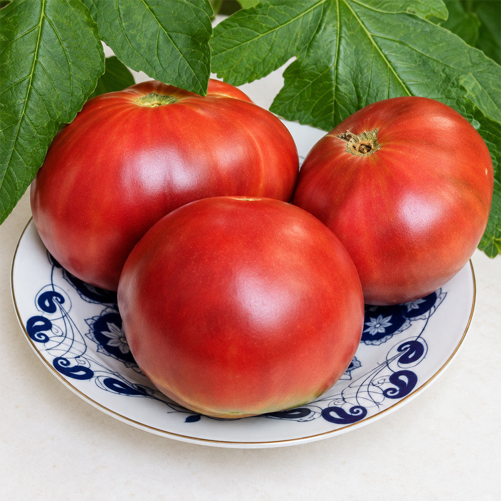 296 Hunk Papa Tomato