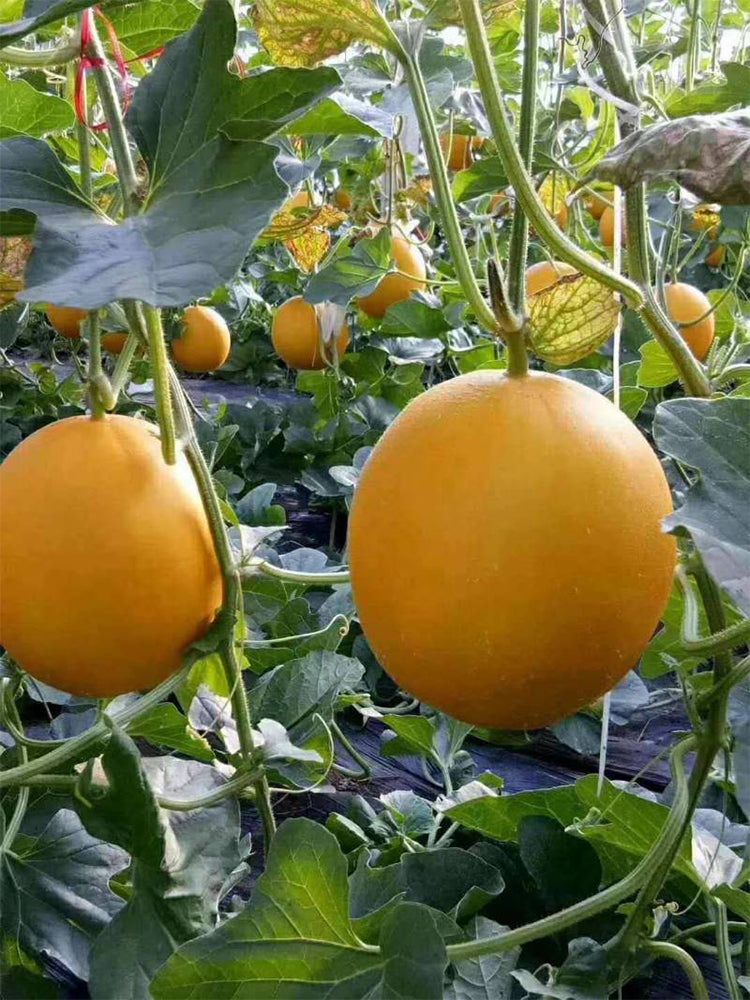 Jinxiangyu Muskmelon
