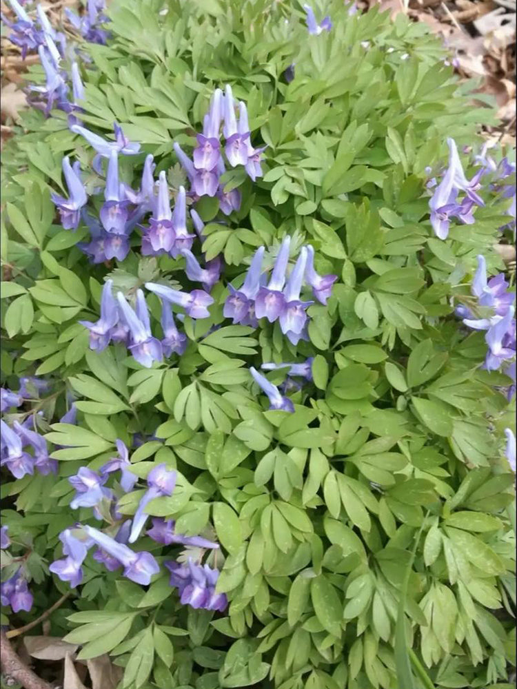 Yanhusuo (Corydalis yanhusuo)