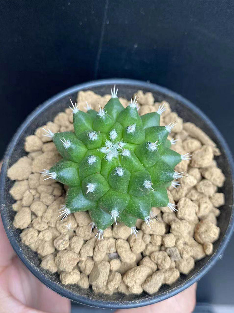 Mammillaria magnimamma 'Toluca'