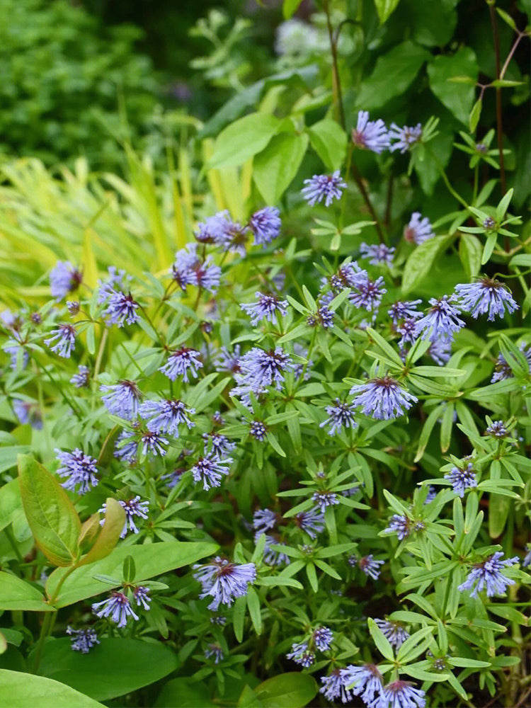 Blue Woodruff (Asperula orientalis)