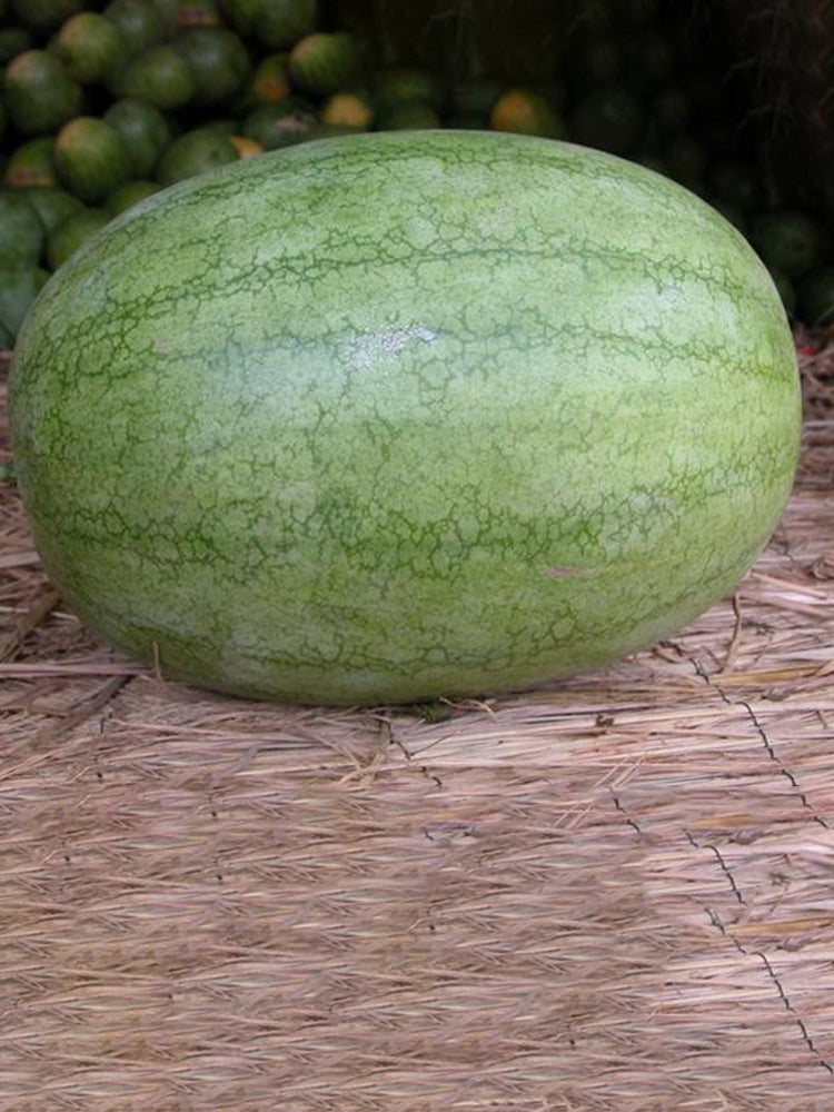 'Sweet Li' Yellow Flesh Watermelon
