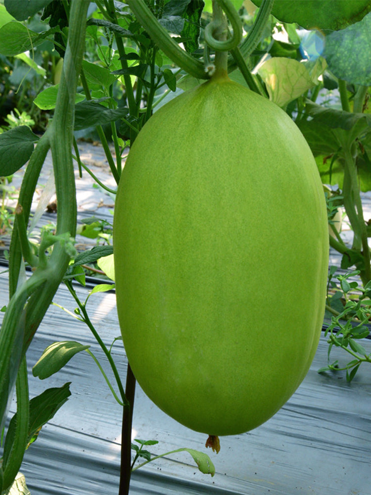 Qingshami Muskmelon
