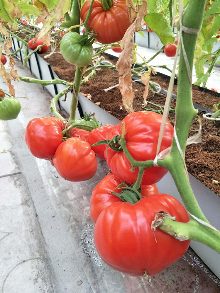 Camille Tomato