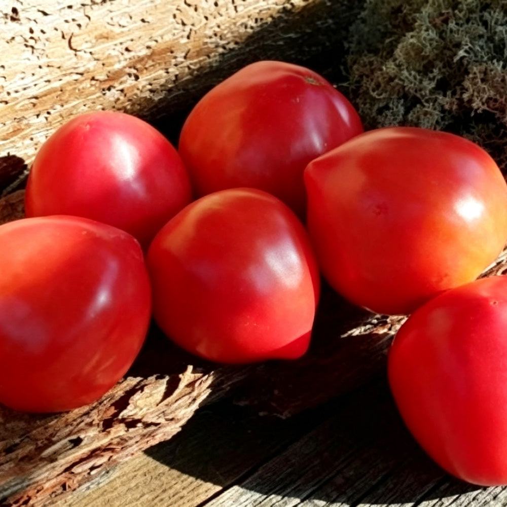 599 Cuore del Drago Tomato