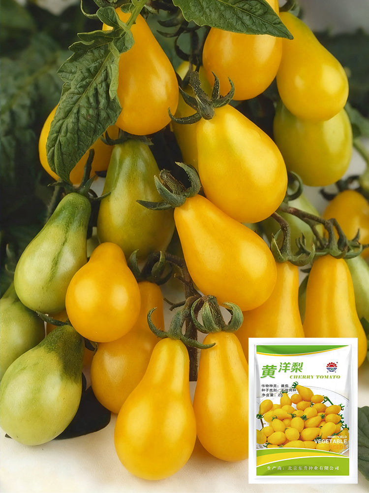 Bellfarm® Yellow Pear Cherry Tomato Seeds – MUCIAKIE