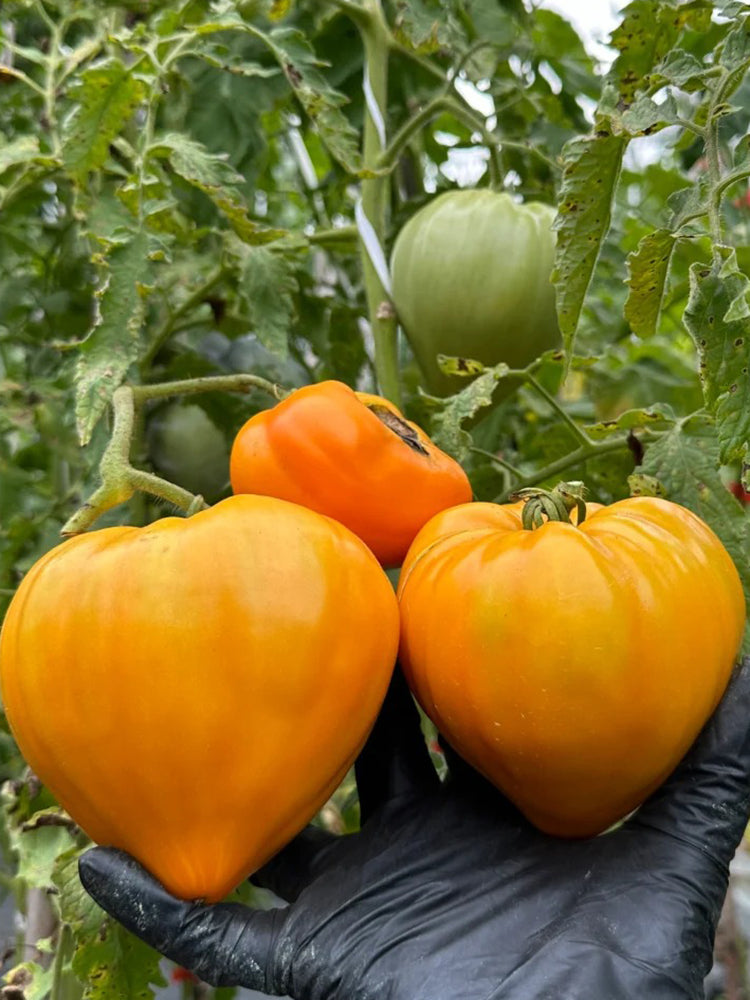 'Lyuba's Heart' Tomato
