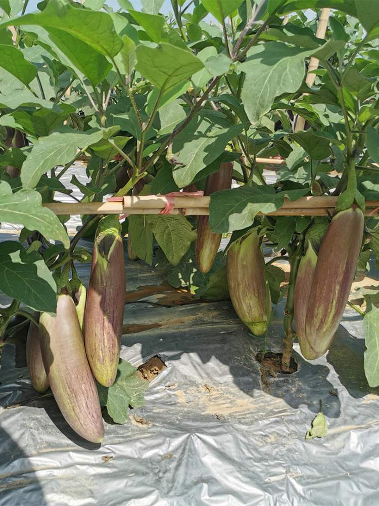 Yu Bamboo-Silk Eggplant No.881
