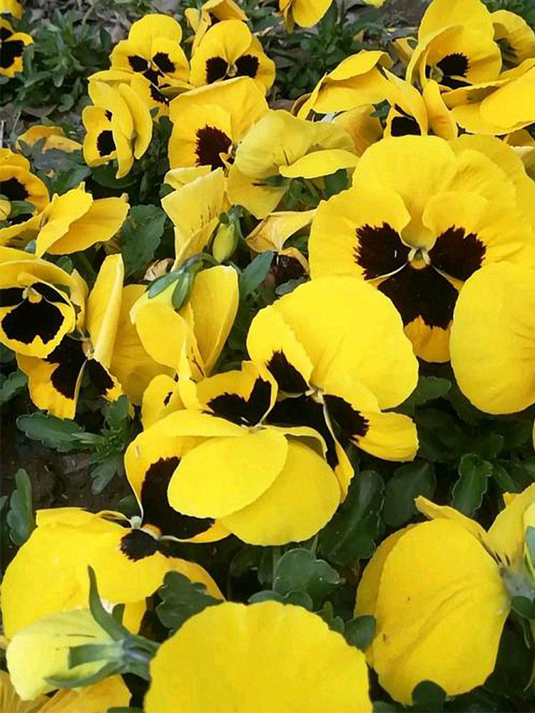 Super Bingo Series Blotched Yellow Pansy (Viola × wittrockiana)
