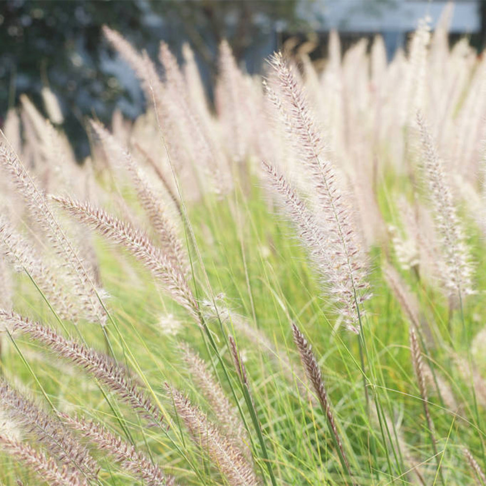 U2222 Purple Fountain Grass