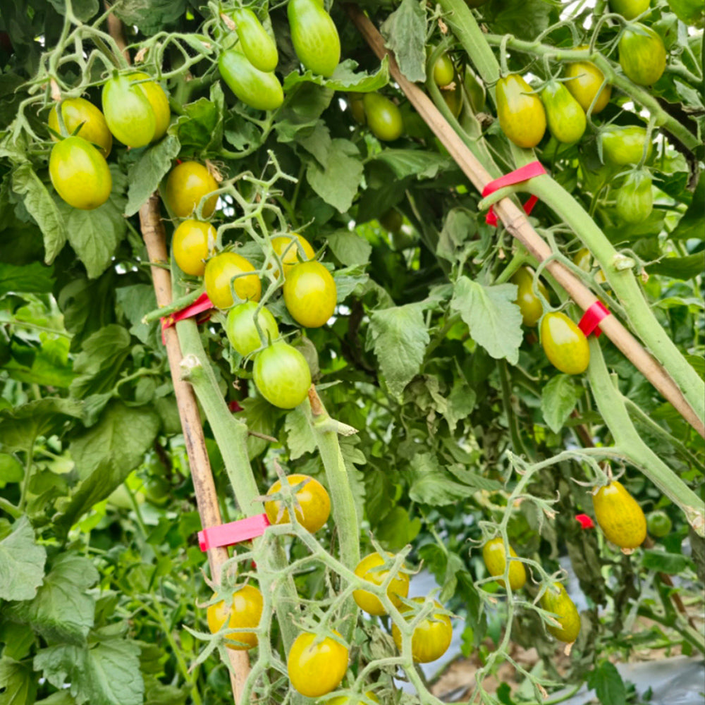 670 Green Datterini Tomato