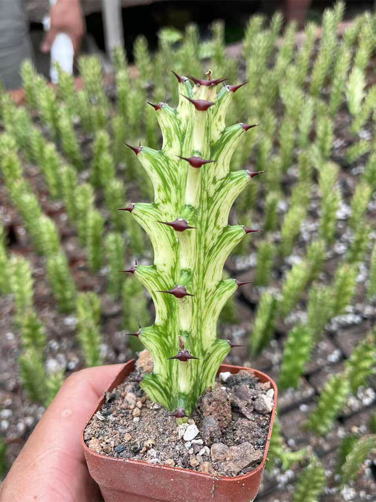 Euphorbia trigona 'Variegata'