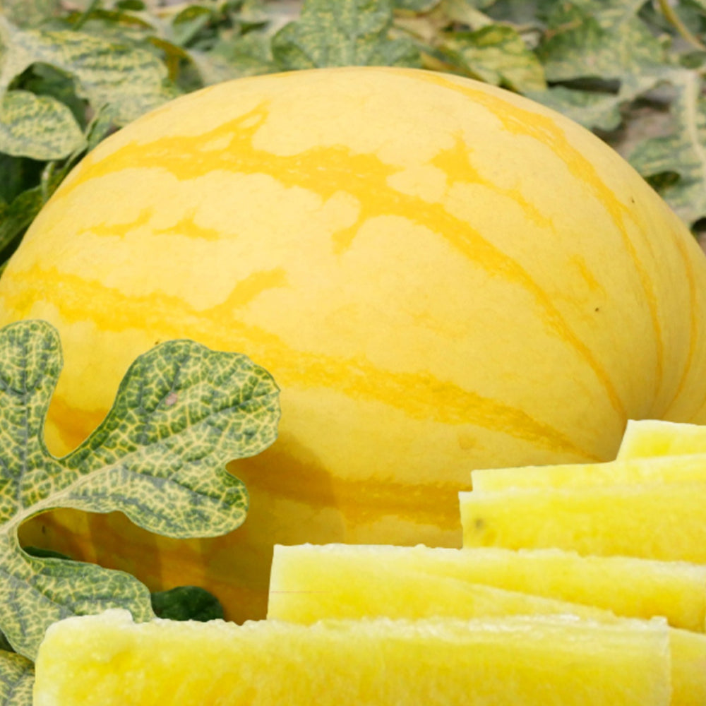 5 Bags (20 Seeds / Bag) of 'Golden Baby' Watermelon Seeds
