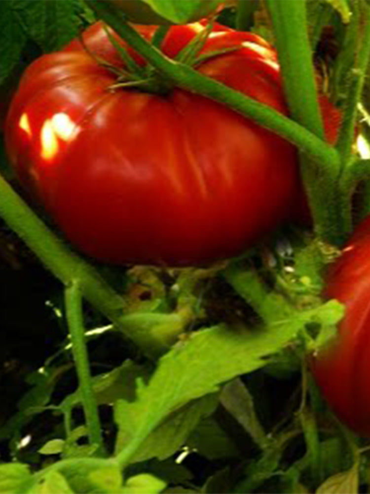 Miracle of the Garden Tomato