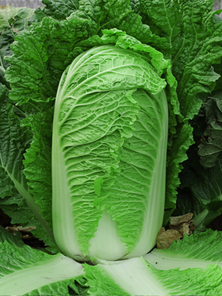 Gaokang 78 Chinese Cabbage