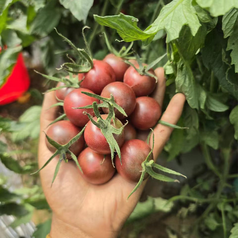 723 French Blue Cherry Tomato