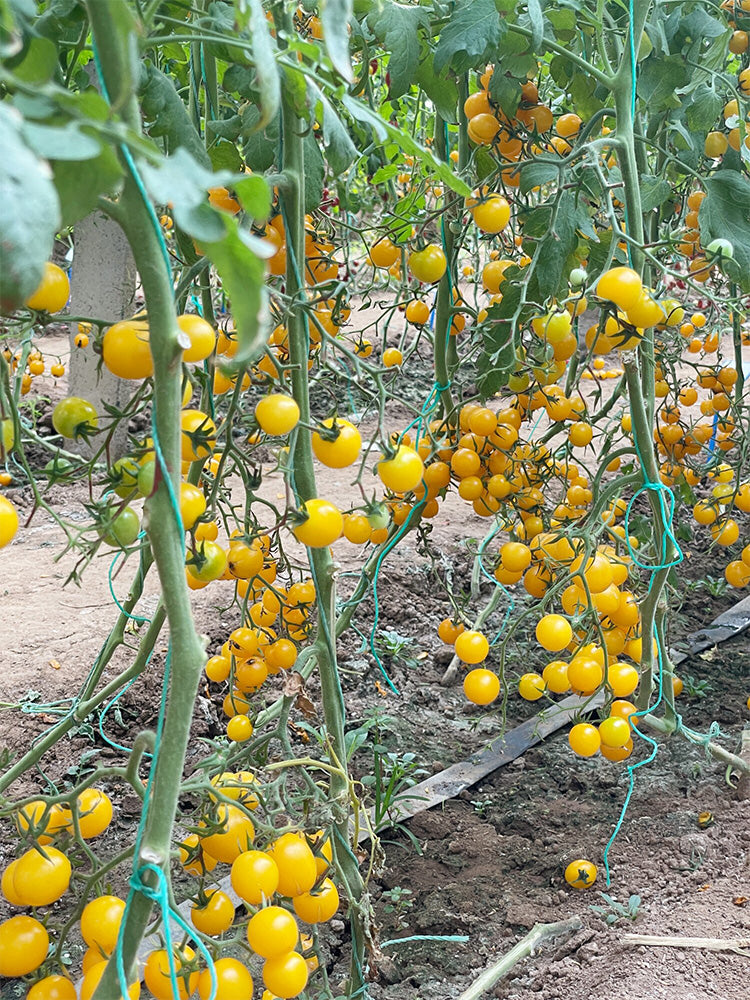 Charlotte Cherry Tomato