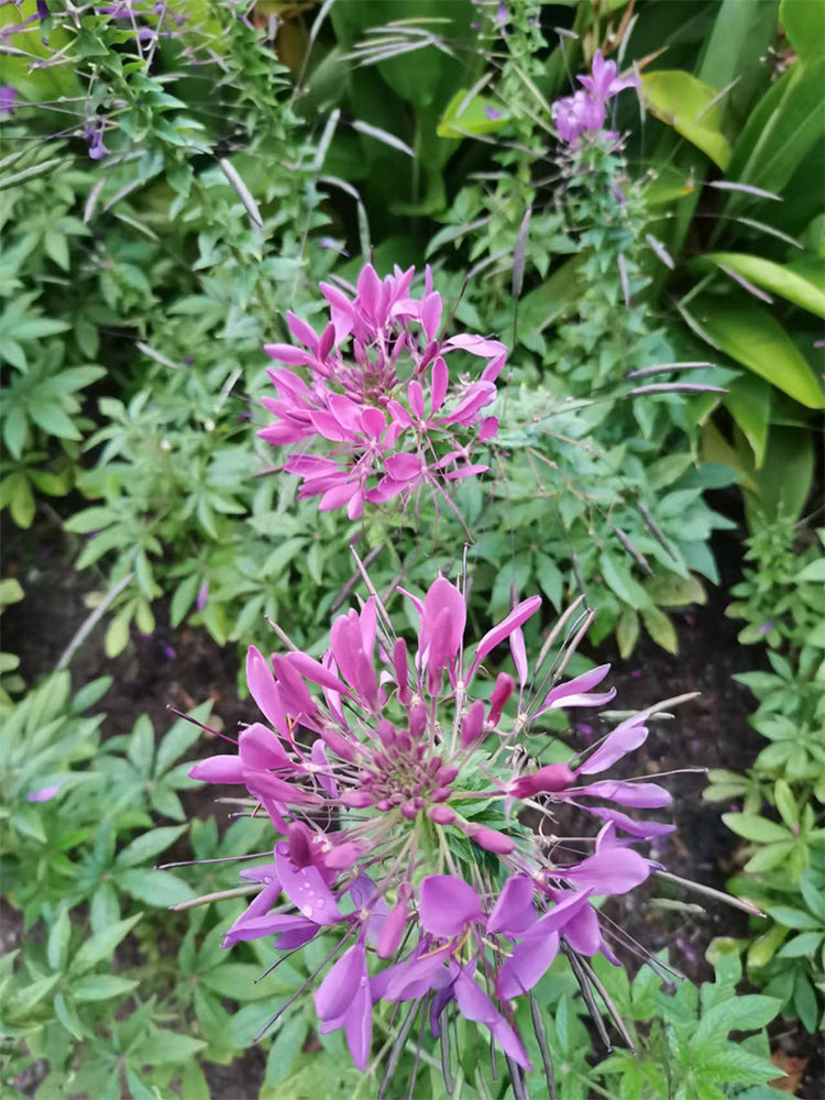 Purple Spider Flowers (Cleome houtteana)