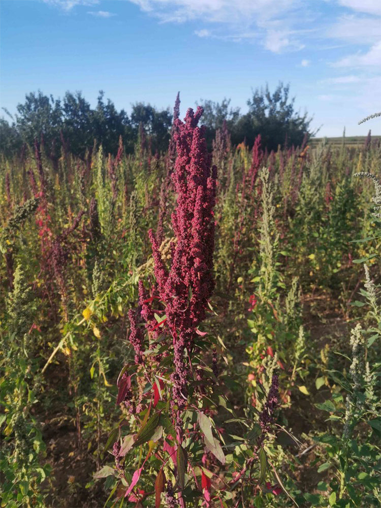 Red Quinoa