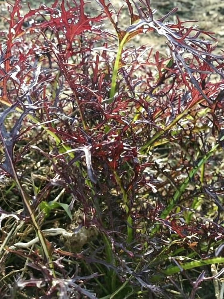 Fine-Leaf Purple Mustard