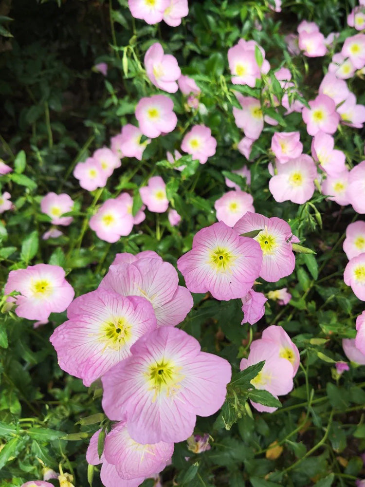 Pink Evening Primrose