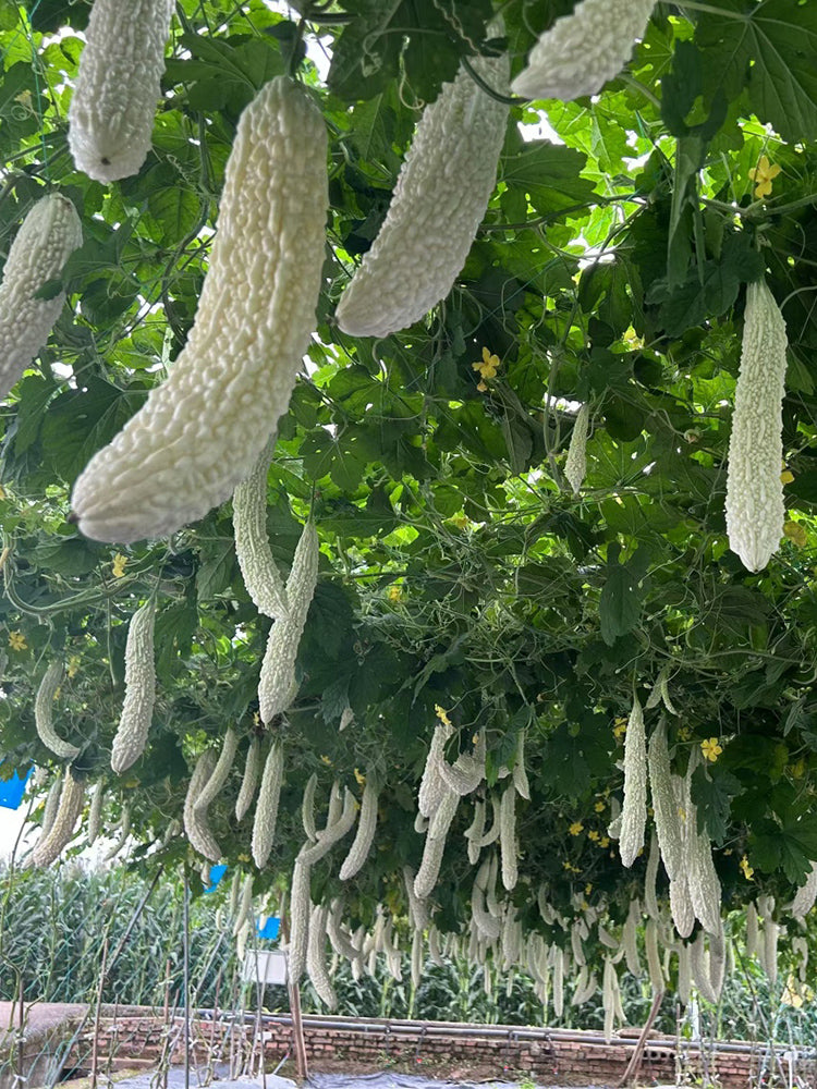 White Jade Bitter Gourds