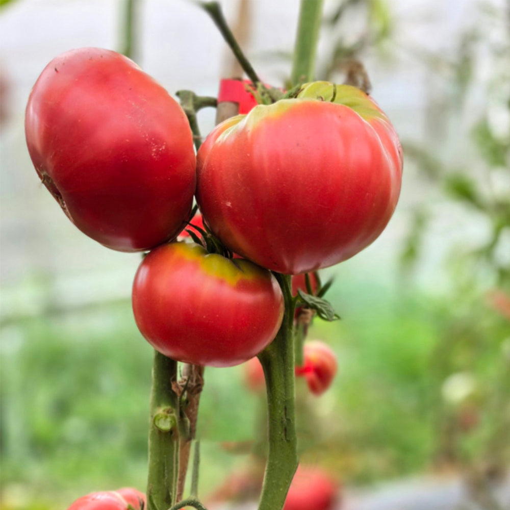 712 Dora Giant Tomato