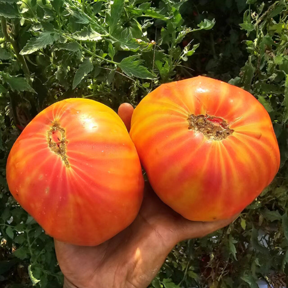 756 Rhode Heirloom Tomato