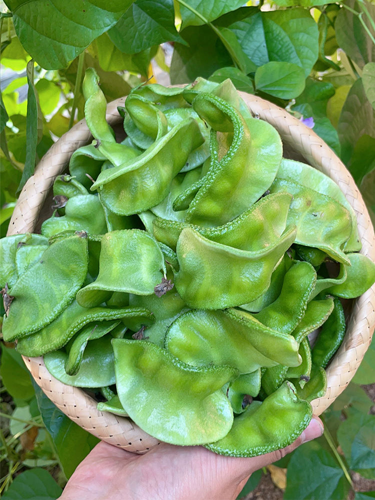 Pig-ear-shaped Hyacinth Bean