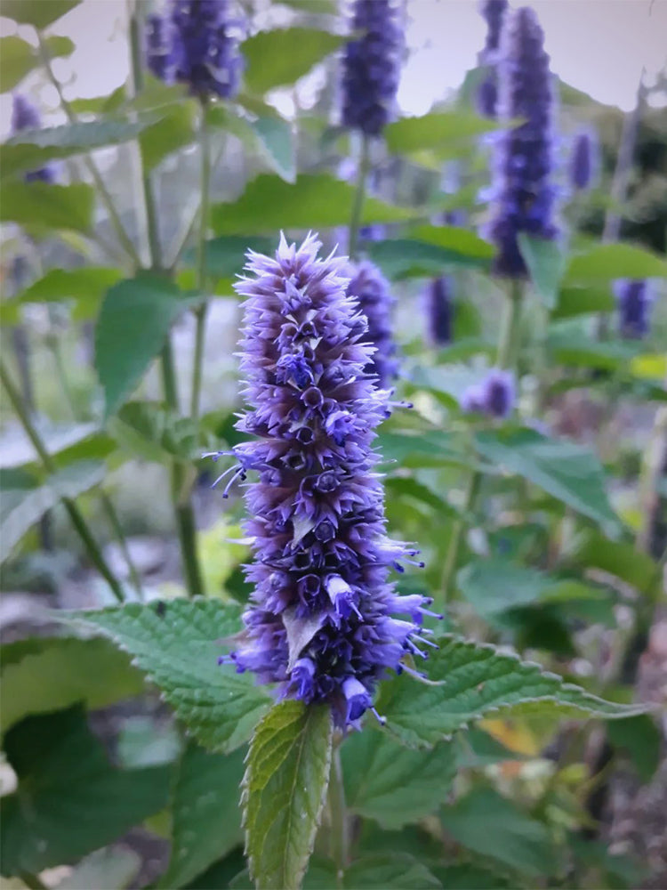 Korean mint (Agastache rugosa)