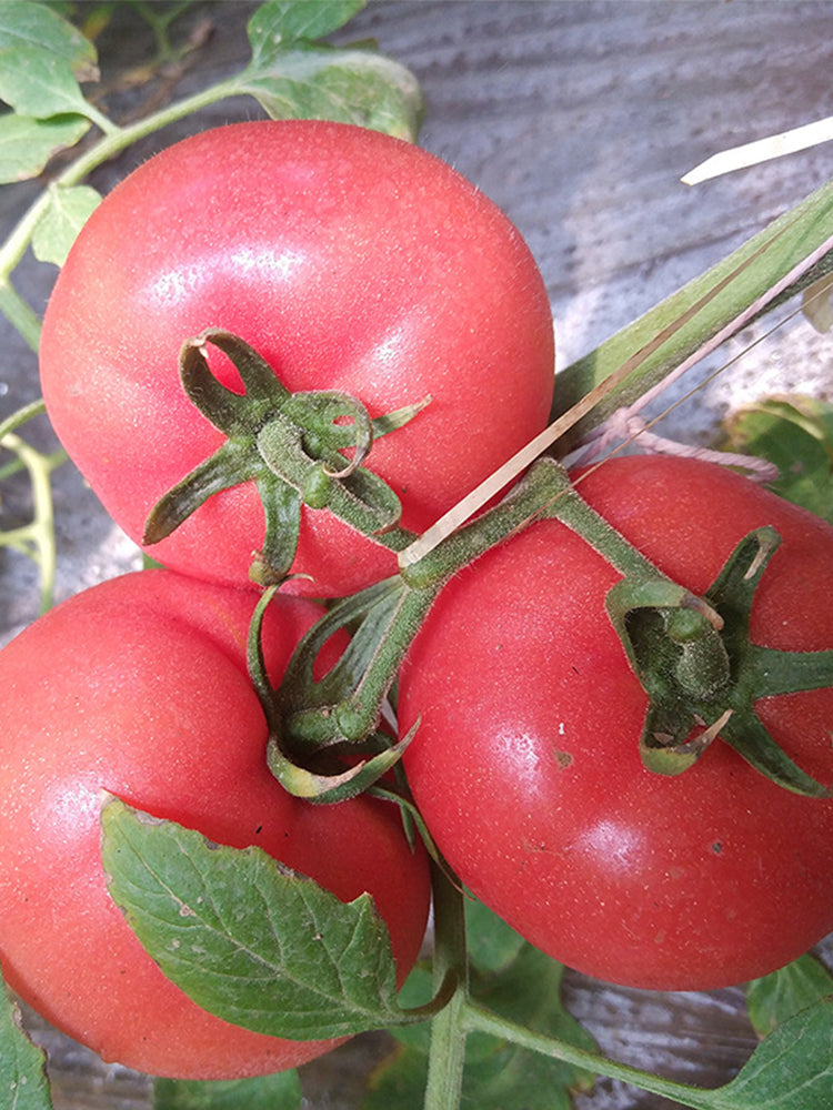 Provence Tomato