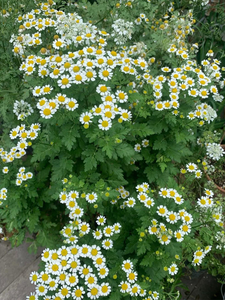 Hezhichun German Chamomile