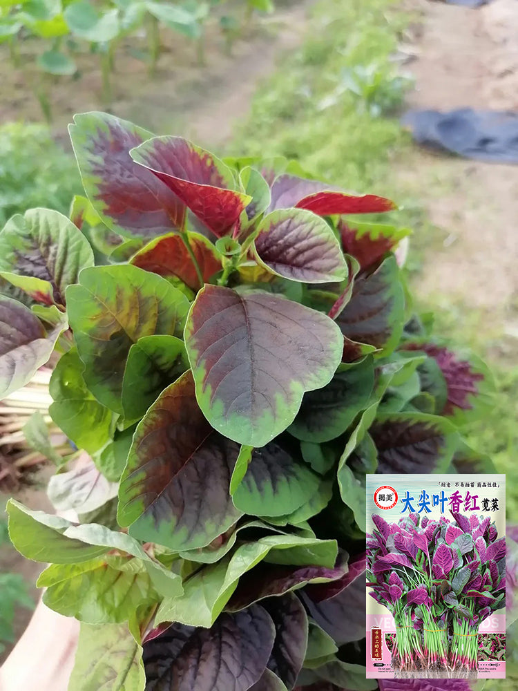 Bellfarm® Pointed-Leaf Red Amaranth Seeds – MUCIAKIE