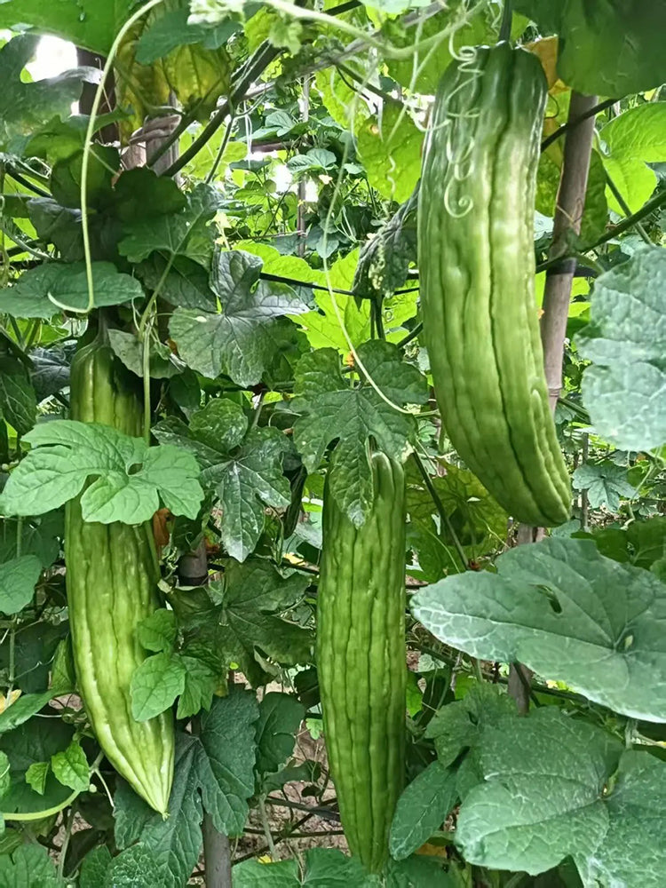 Jiemei 23 Bitter Gourd