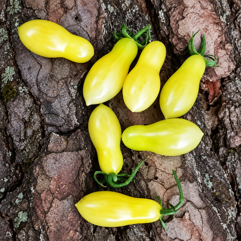 383 Ivory Tears Tomato