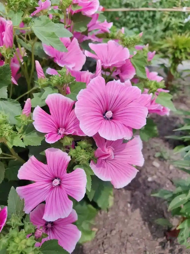 Flower Mallow (Lavatera trimestris)