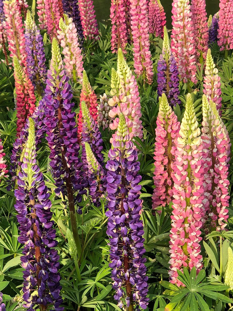 Mixed Color Lupine