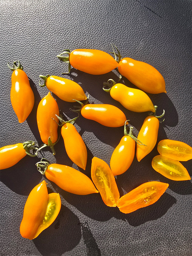 2025 Sweet Orange Cat F4 Tomato