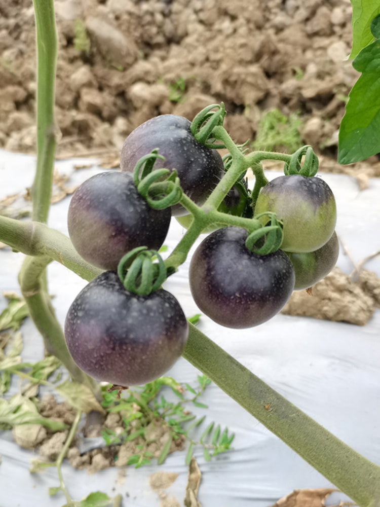 Black Jiaozi Tomato