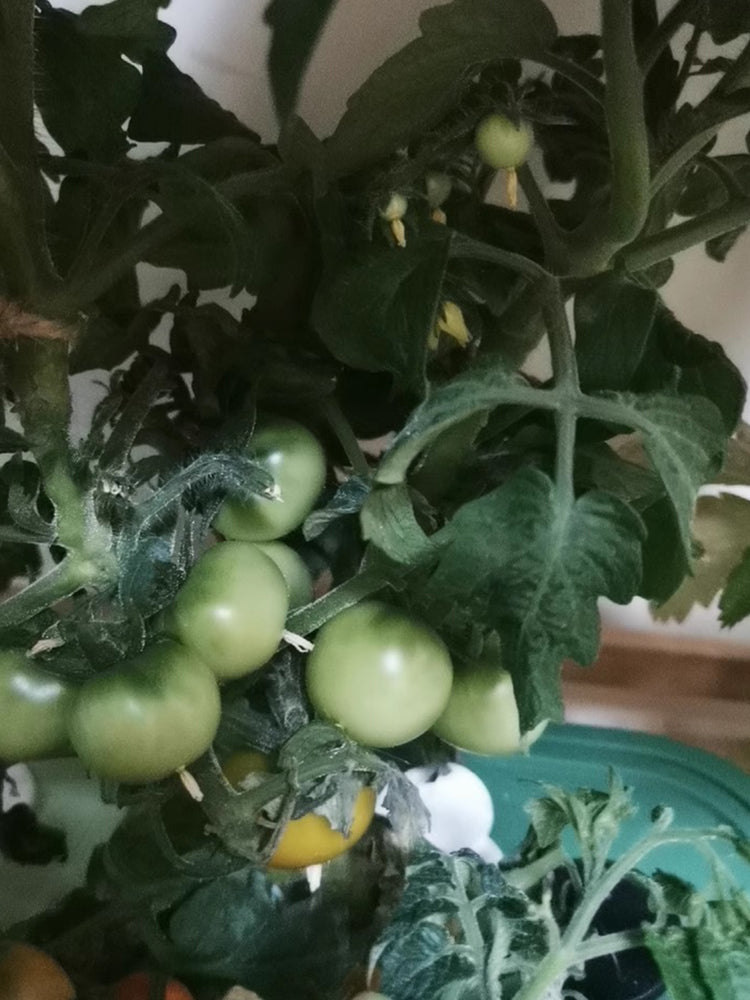 'Fat Frog' Micro Dwarf Tomato