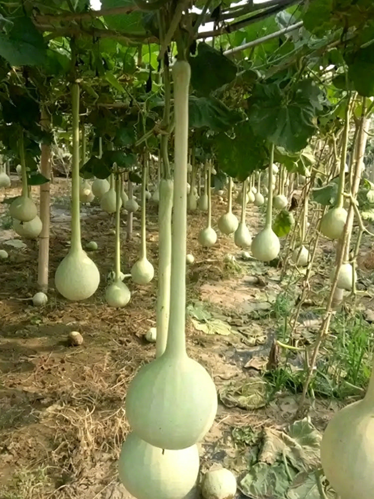 Long Handle Gourd