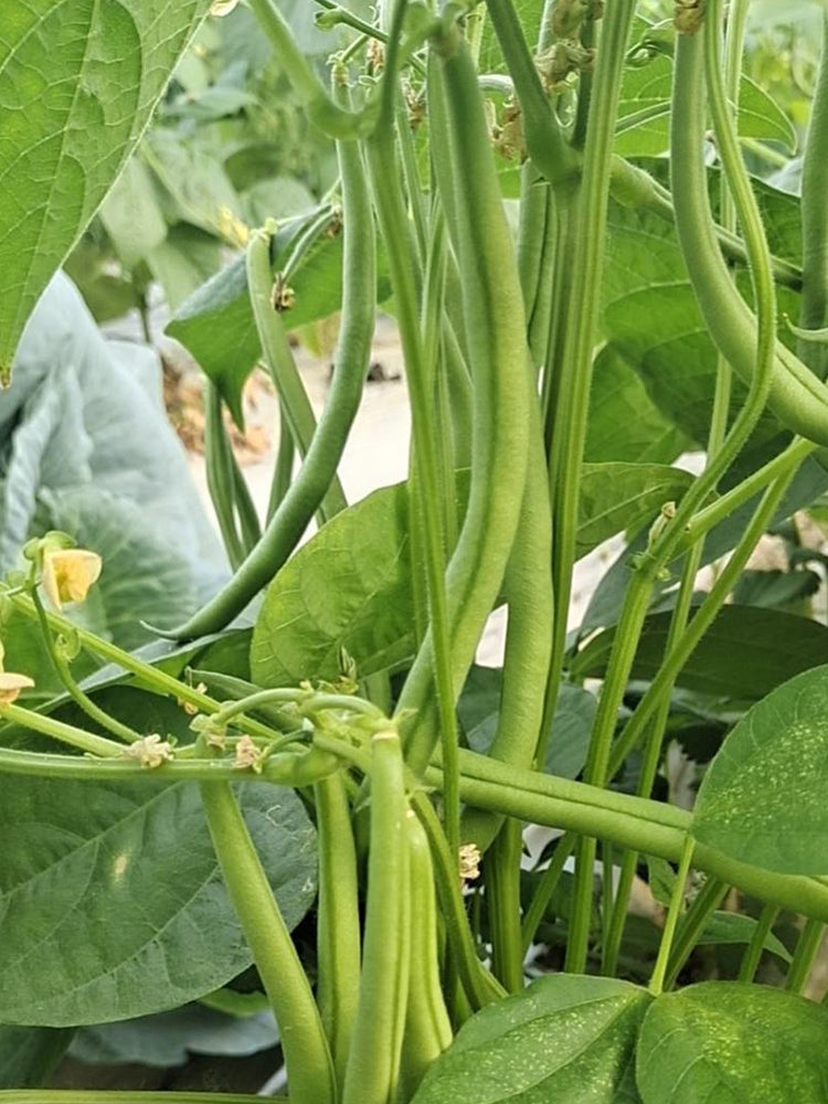 Huajun No.5 Snap Beans
