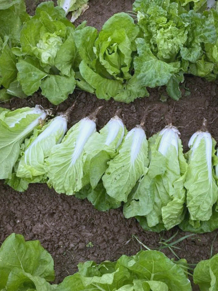 'Fushi' Fast-Growing Chinese Cabbage