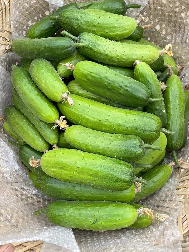 'Cuimei 188' Mini Cucumber