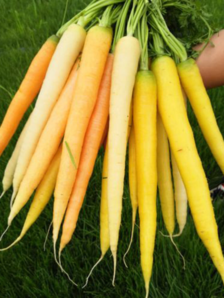 Rainbow Carrot