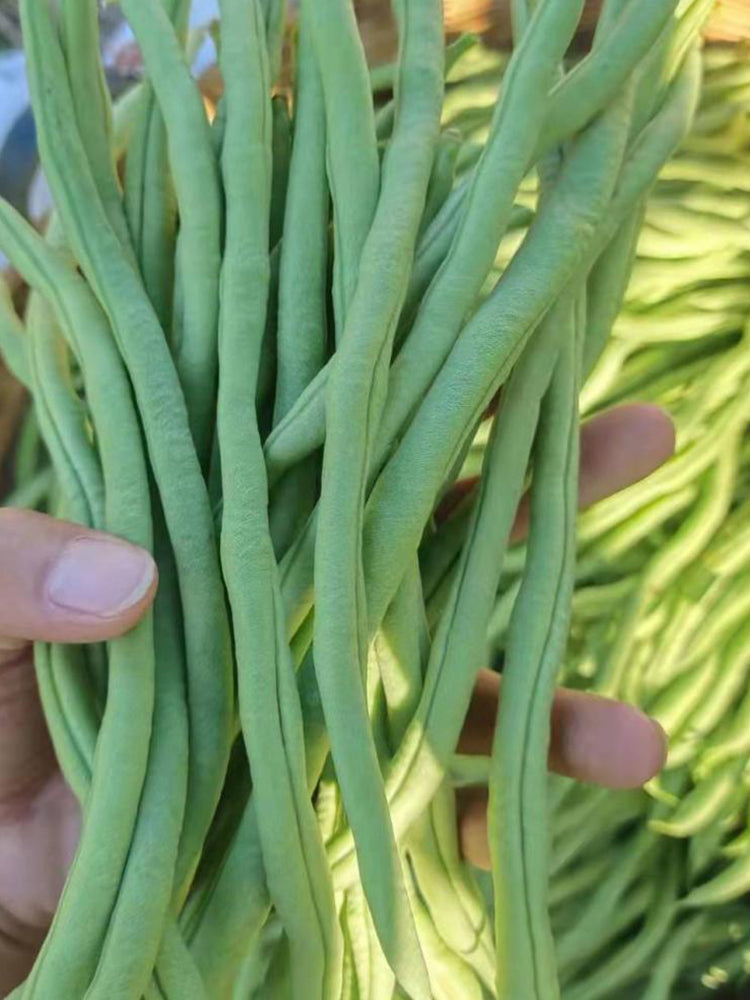 Huajun No.5 Snap Beans