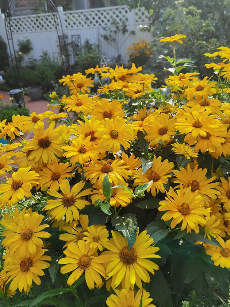 Heliopsis helianthoides
