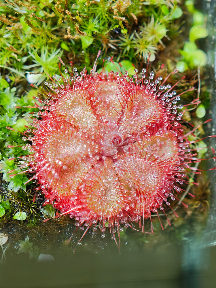 Drosera burmannii 'Humpty Doo'