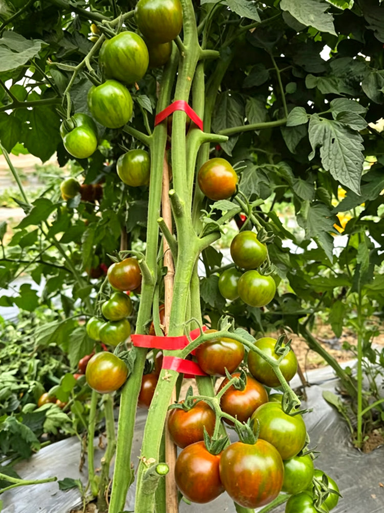 869 Chocolate Cascade Striped Cherry Tomato