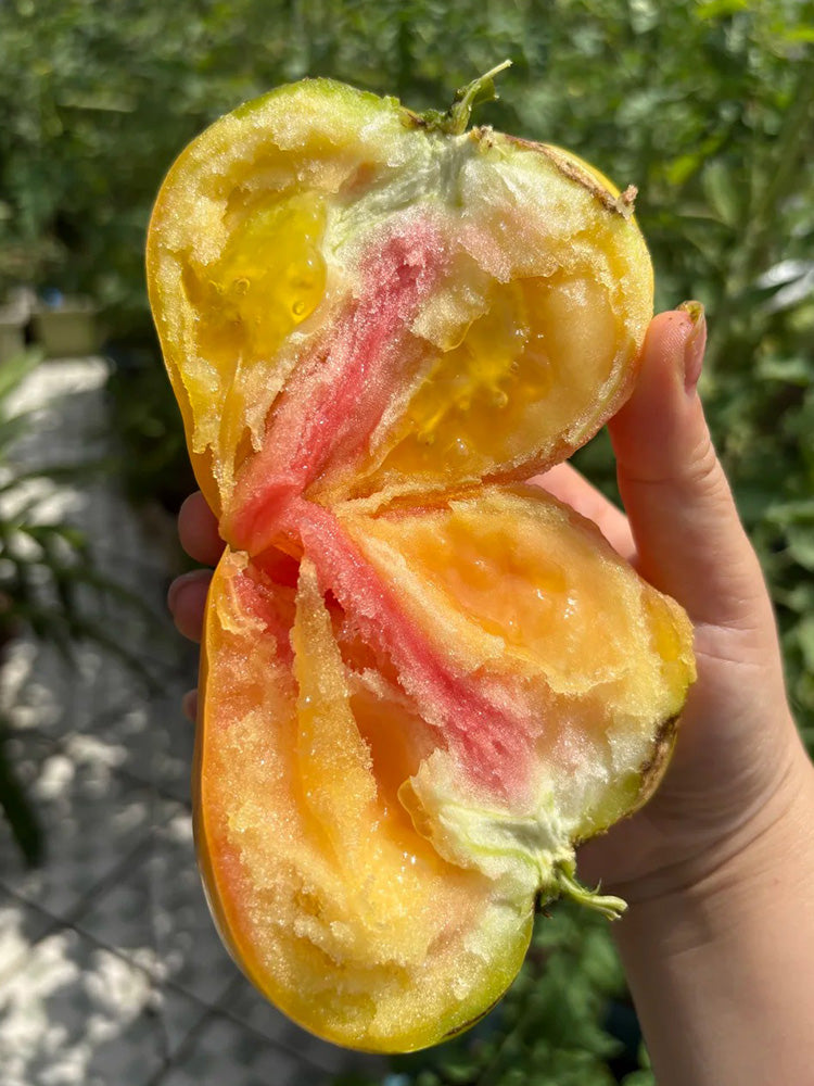 782 Bi-Color Stretch Oxheart Tomato